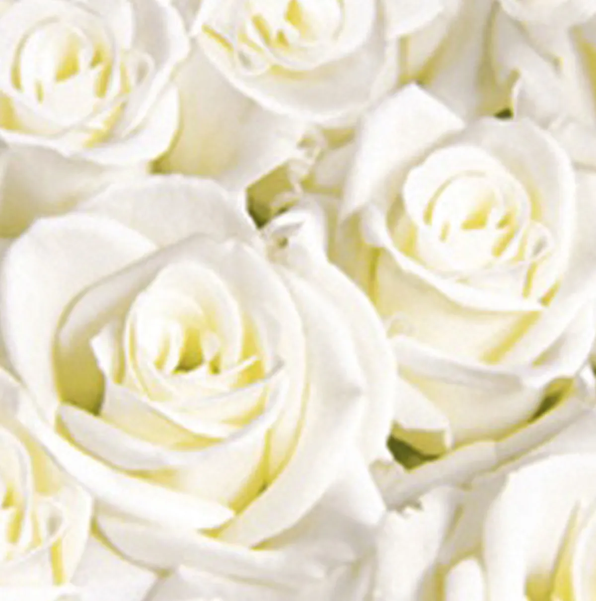 Servietten Im Dinnerformat>DUNI soft®-Serviette 40 x 40 cm White Dreams