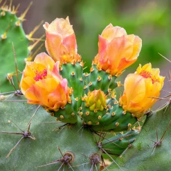 Servietten Im Lunchformat>PAPER + DESIGN Tissue-Serviette 33 x 33 cm Cacti floral 3-lagig