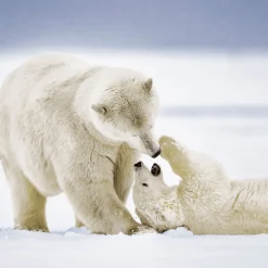 Servietten Im Lunchformat>PAPER + DESIGN Tissue-Serviette 33 x 33 cm Cuddly Bears 3-lagig