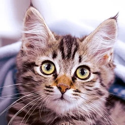 Servietten Im Lunchformat>PAPER + DESIGN Tissue-Serviette 33 x 33 cm Cute Kitten 3-lagig