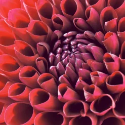 Servietten Im Lunchformat>PAPER + DESIGN Tissue-Serviette 33 x 33 cm Dahlia Delight 3-lagig