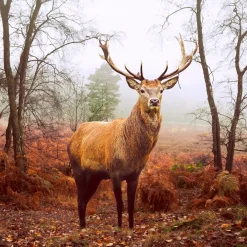 Servietten Im Lunchformat>PAPER + DESIGN Tissue-Serviette 33 x 33 cm Deer at dusk 3-lagig