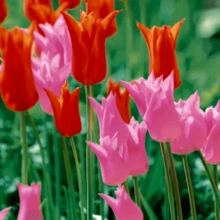 Servietten Im Lunchformat>PAPER + DESIGN Tissue-Serviette 33 x 33 cm Garden Tulips 3-lagig