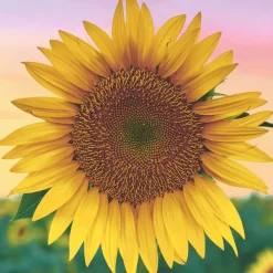 Servietten Im Lunchformat>PAPER + DESIGN Tissue-Serviette 33 x 33 cm Golden glow 3-lagig