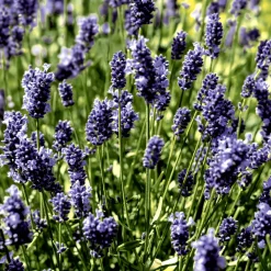 Servietten Im Lunchformat>PAPER + DESIGN Tissue-Serviette 33 x 33 cm Lavender Field 3-lagig