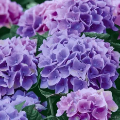 Servietten Im Lunchformat>PAPER + DESIGN Tissue-Serviette 33 x 33 cm Lilac Hydrangea 3-lagig