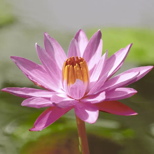 Servietten Im Lunchformat>PAPER + DESIGN Tissue-Serviette 33 x 33 cm Lotus Pink 3-lagig