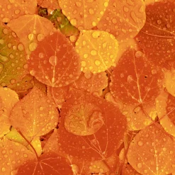 Cocktailservietten>PAPER + DESIGN Tissue-Serviette 24 x 24 cm Rainy Leaves 3-lagig