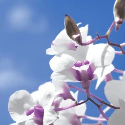 Servietten Im Lunchformat>PAPER + DESIGN Tissue-Serviette 33 x 33 cm Sky Orchid 3-lagig