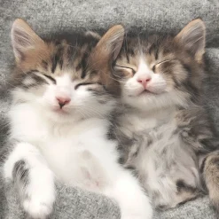 Servietten Im Lunchformat>PAPER + DESIGN Tissue-Serviette 33 x 33 cm Sleepy Cats 3-lagig