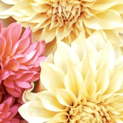 Servietten Im Lunchformat>PAPER + DESIGN Tissue-Serviette 33 x 33 cm Soft Dahlias 3-lagig