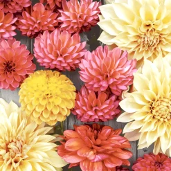 Cocktailservietten>PAPER + DESIGN Tissue-Serviette 24 x 24 cm Soft Dahlias 3-lagig