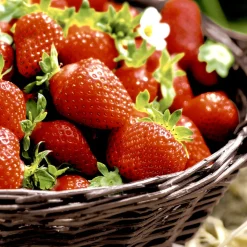 Servietten Im Lunchformat>PAPER + DESIGN Tissue-Serviette 33 x 33 cm Strawberries 3-lagig