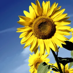 Servietten Im Lunchformat>PAPER + DESIGN Tissue-Serviette 33 x 33 cm Sunflower Bloom 3-lagig