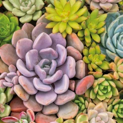 Servietten Im Lunchformat>PAPER + DESIGN Tissue-Serviette 33 x 33 cm Succulents 3-lagig